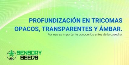 Por eso es importante reconocer los tricomas opacos, transparentes y ámbar.