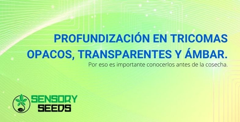 Por eso es importante reconocer los tricomas opacos, transparentes y ámbar.