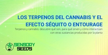 ¿Qué son los terpenos de cannabis y cómo interactúan en el efecto séquito?