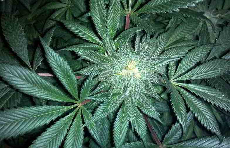 Terpenos en la planta de cannabis