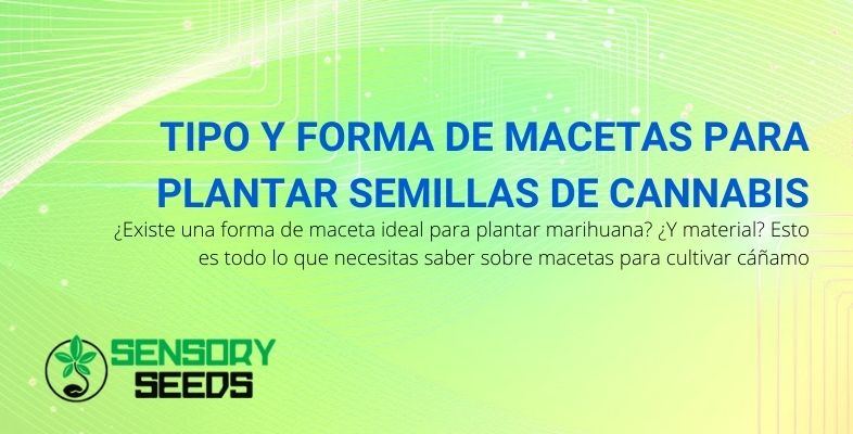 Averigüemos qué tipo de maceta necesitas para plantar cannabis.