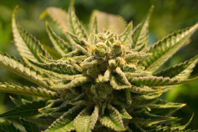 Tricomas opacos en flores de cannabis