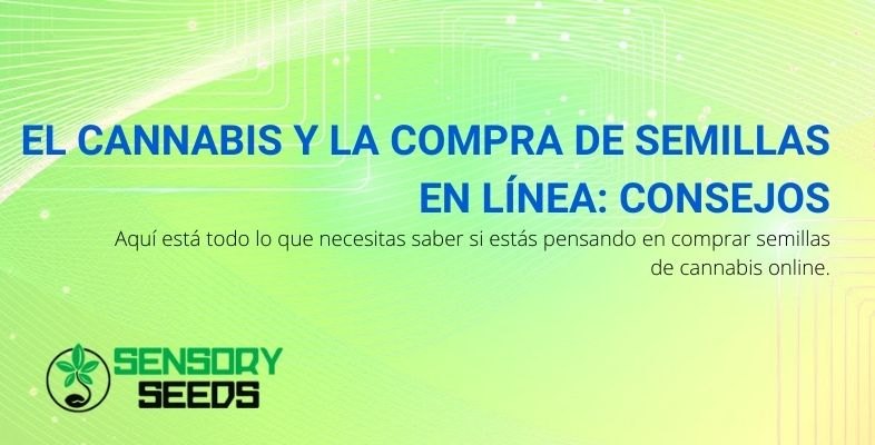 Consejos para comprar semillas de cannabis en línea para tomar la decisión correcta