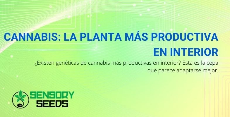 ¿Qué tipo de cannabis es más productivo en interior?