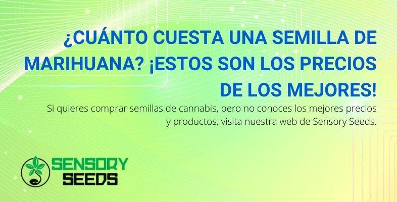 Los precios de las mejores semillas de marihuana en Sensoy Seeds