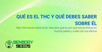 ¿Qué es el THC y qué debo saber?