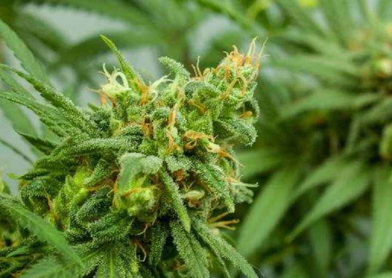 Cannabis en flor