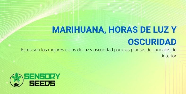 Los mejores ciclos de luz y oscuridad para la marihuana de interior