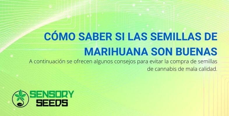 Conoce la calidad de las semillas de marihuana