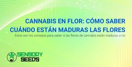 Consejos para saber cuándo están maduras las flores de cannabis