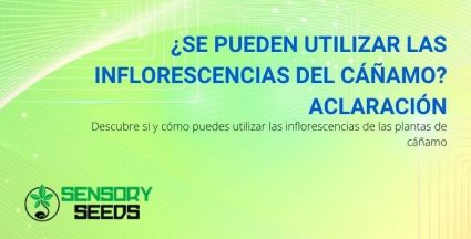 ¿Cómo se pueden utilizar las inflorescencias de la planta de cáñamo?