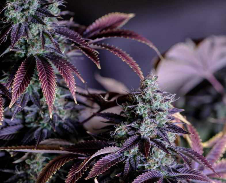 Cannabis en flor