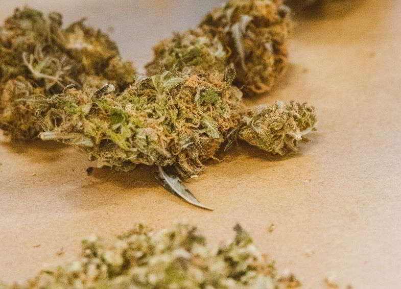 Cannabis en la fase de secado