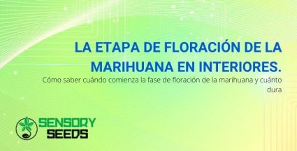 ¿Cuánto dura la fase de floración de la marihuana interior y cuándo comienza?