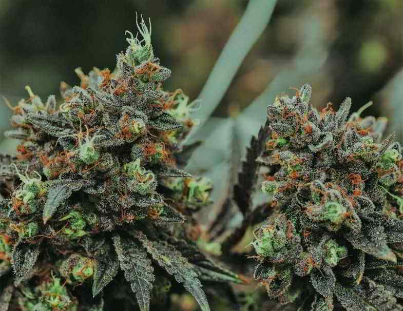 Flores de cannabis