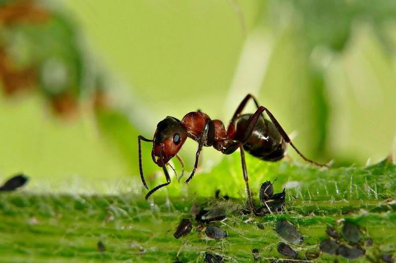 Hormiga y pulgones en una planta