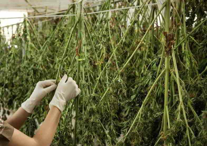 Plantas de cannabis colgadas para secar