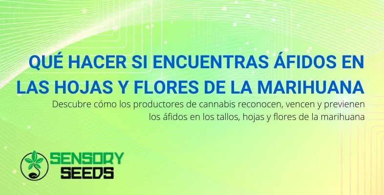 Que hacer en caso de pulgones en flores y hojas de marihuana