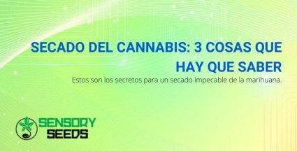 3 cosas que debes saber sobre el secado de cannabis