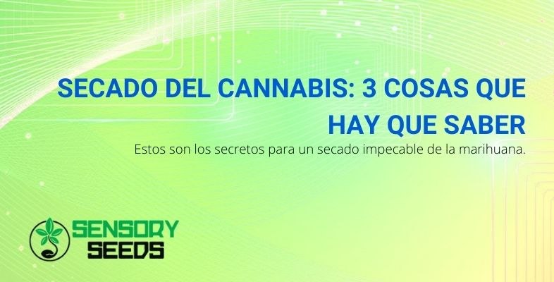 3 cosas que debes saber sobre el secado de cannabis