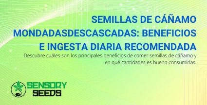 Semillas de cáñamo descascaradas: dosis diarias recomendadas y beneficios