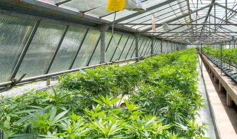 Cultivo de cannabis en greenhouse 