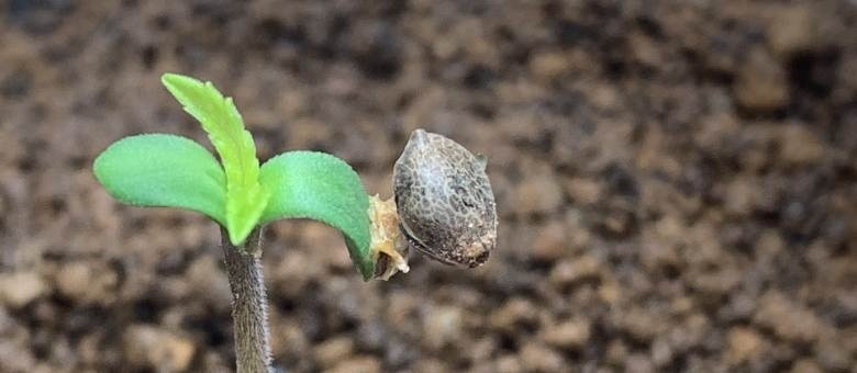 Cultivo de semillas en Greenhouse