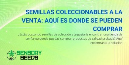 Aquí hay una tienda donde puede comprar semillas probadas de calidad para recolectar