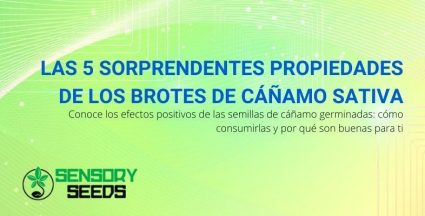 Las 5 sorprendentes propiedades de los brotes de cáñamo sativa