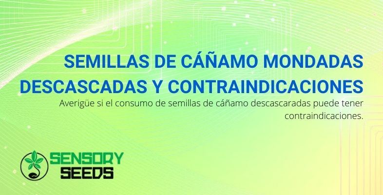 ¿El consumo de semillas de cáñamo puede tener contraindicaciones?