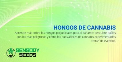 ¿Qué son los hongos de cannabis y cómo evitarlos?