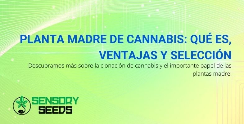 ¿Qué es la planta madre del cannabis y cuáles son las selecciones y los beneficios?