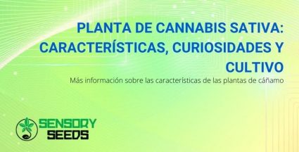 Las características y el cultivo de la planta de cannabis sativa.