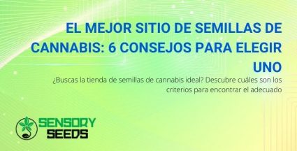 6 consejos para encontrar el mejor sitio de semillas de cannabis