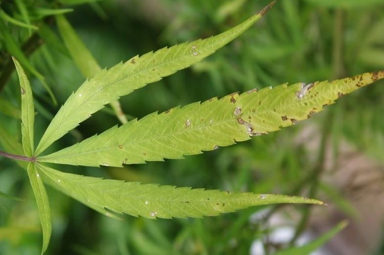 Hoja de cáñamo dañada por hongos