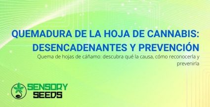 ¿Qué causa la quema de hojas de cannabis y cómo prevenirla?