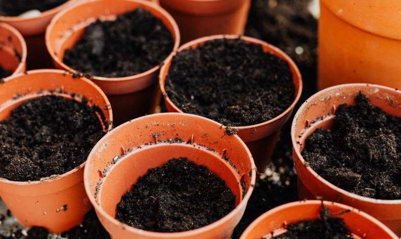 Macetas para colocar en la oscuridad para la germinación de semillas.