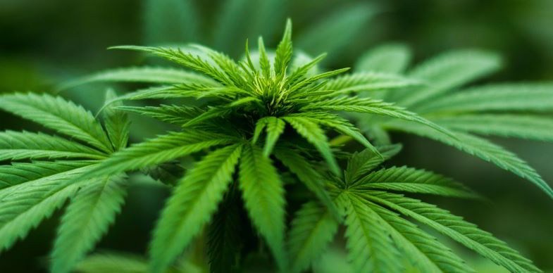 Planta madre de cannabis