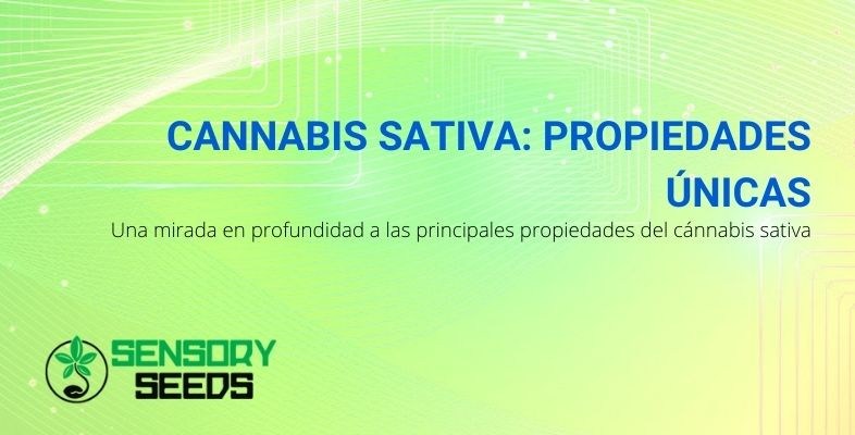 Las propiedades únicas de la cannabis sativa