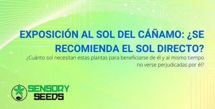 ¿Cuánto sol necesita el cáñamo para beneficiarse?