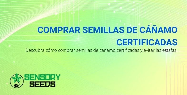 Cómo evitar el engaño al comprar semillas de cáñamo certificadas