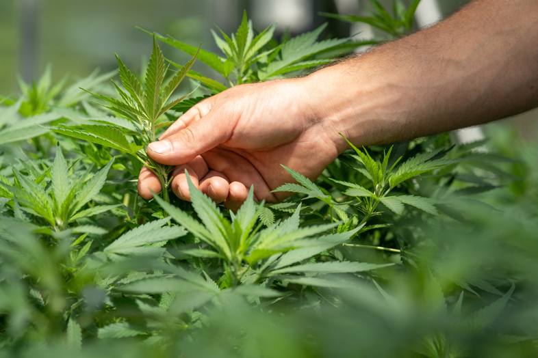 Cultivador comprobando el estado de las hojas de cannabis