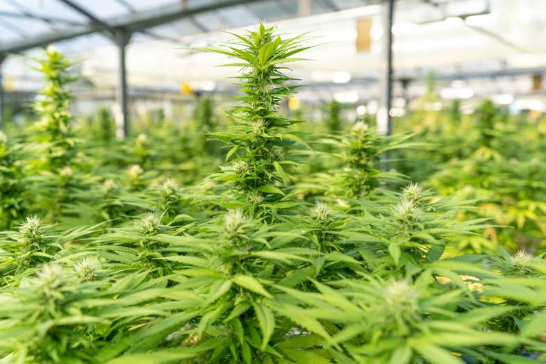 Cultivar cannabis a temperaturas entre 18 y 29 grados