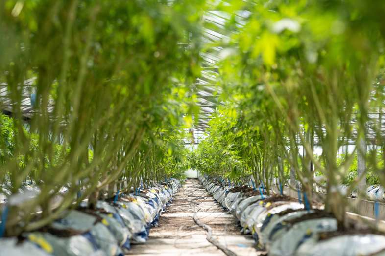Cultivo de cannabis con sistema de riego por goteo