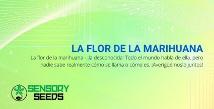 ¿Cómo se hace la flor de marihuana?