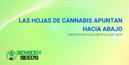 ¿Qué significan las hojas de cannabis orientadas hacia abajo?