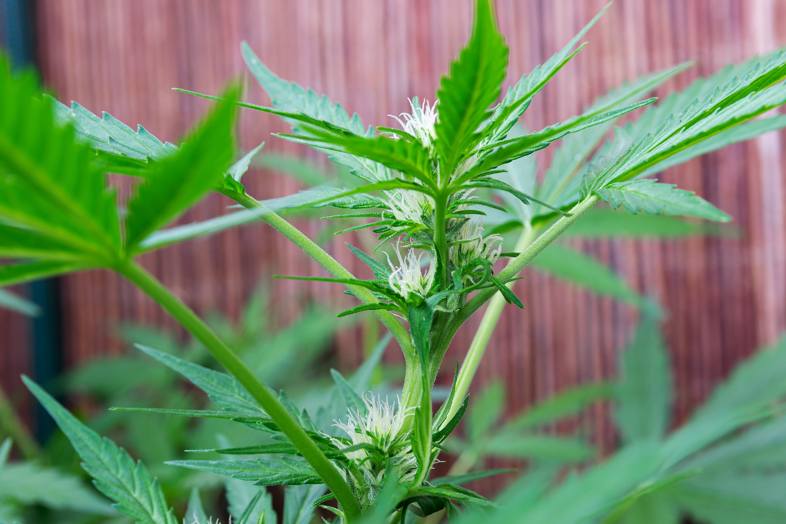 Pistilos florales de la planta de cannabis
