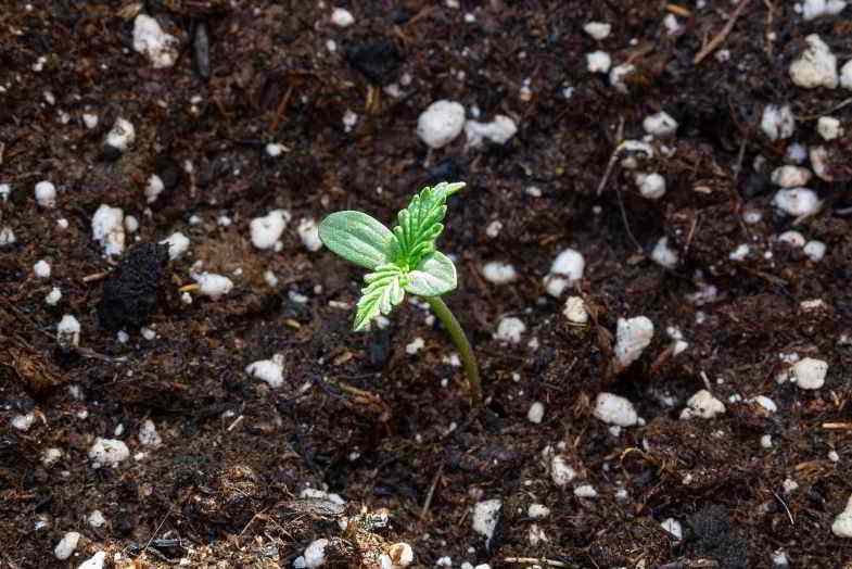 Brote de cannabis autofloreciente en un sustrato perfecto