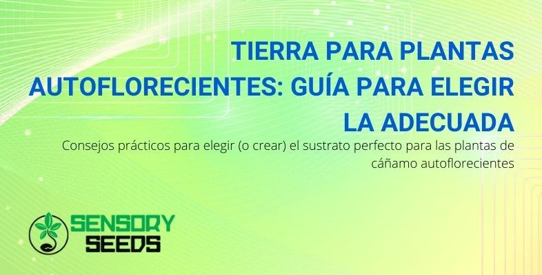 Guía de selección del suelo para plantas autoflorecientes