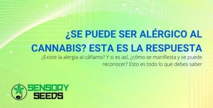 ¿Existe la alergia al cannabis?